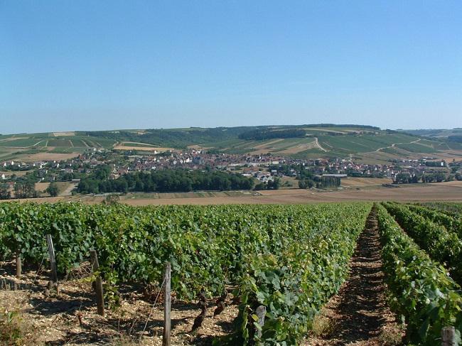 Điểm danh 3 vùng rượu vang Sauvignon Blanc ngon nhất thế giới