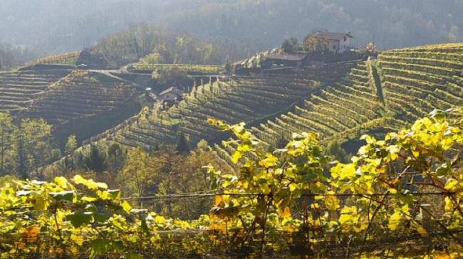 Điểm danh 3 vùng rượu vang Sauvignon Blanc ngon nhất thế giới